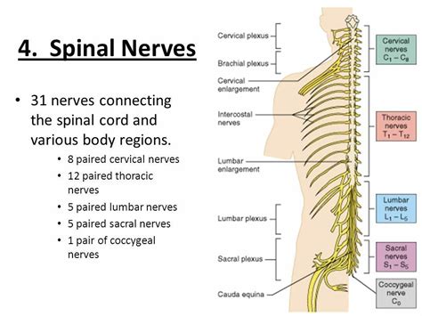 There are _____ pairs of spinal nerves. - Other nerves in your spinal cord receive these messages and send them on to your body through one of the spinal nerves. Nerve cells in the spinal cord have nerve fibers running all over your body that are connected to sense receptors. ... There are 31 pairs of spinal nerves that enter and exit the spinal cord in the spaces between your vertebrae.
